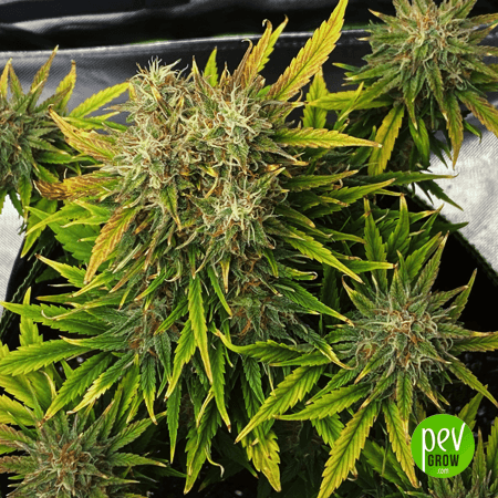 LA Confidential Spanish Bulk seeds